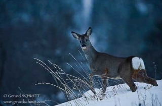 M02-Chevreuil(Capreolus capreolus)