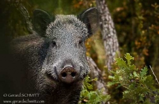 M03-Sanglier commun(Sus scrofa)