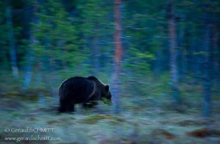 M06-Ours brun(ursus arctos)