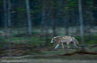M07-Loup gris(Canis lupus)