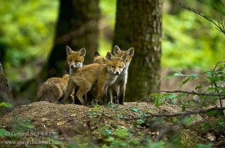 M08-Renard roux(Vulpes vulpes)