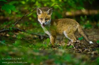 M09-Renard roux(Vulpes vulpes)