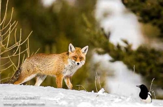 M10-Renard roux(Vulpes vulpes)