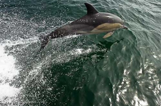 M12-Dauphin commun à bec court(Delphinus delphis)