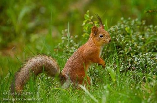 M13-Ecureuil d'Eurasie-Ecureuil roux(Sciurus vulgaris)