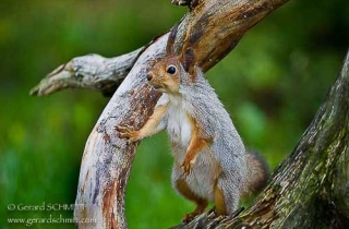 M14-Ecureuil d'Eurasie-Ecureuil roux(Sciurus vulgaris)