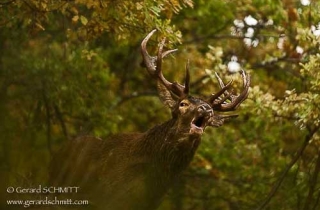 M16-Cerf d'Europe-Elaphe(Cervus elaphus)