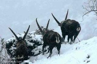 M19-Bouquetin des alpes(Capra ibex-Alpine Ibex)