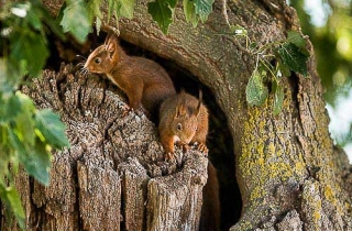 M21-Ecureuil d'Eurasie-Ecureuil roux(Sciurus vulgaris)