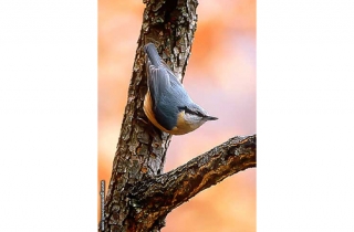 OF03-Sittelle torchepot(Sitta europaea-Eurasian Nuthatch)