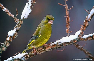 OF04-Verdier d'Europe(Carduelis chloris-European Greenfinch)