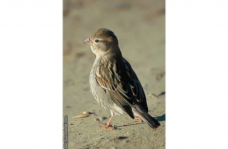 OF05-Moineau domestique(Passer domesticus-House Sparrow)