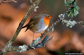 OF06-Rougegorge familier(Erithacus rubecula-European Robin)