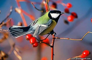 OF07-Mésange charbonnière(Parus major-Great Tit)