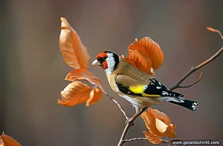 OF08-Chardonneret élégant(Carduelis carduelis-European Goldfinch)