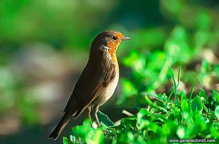 OF09-Rougegorge familier(Erithacus rubecula-European Robin)