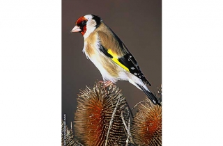 OF10-Chardonneret élégant(Carduelis carduelis-European Goldfin