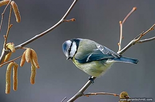 OF11-Mésange bleue(Cyanistes caeruleus-Eurasian Blue Tit)