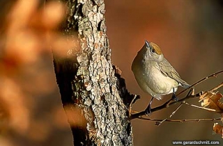 OF12-Fauvette à tête noire(Sylvia atricapilla-Eurasian Blackcap)