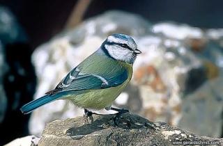 OF13-Mésange bleue(Cyanistes caeruleus-Eurasian Blue Tit)