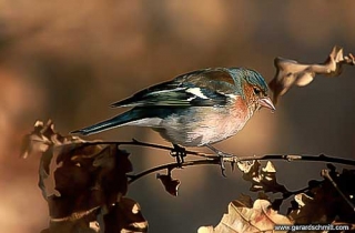 OF14-Pinson des arbres(Fringilla coelebs-Common Chaffinch)