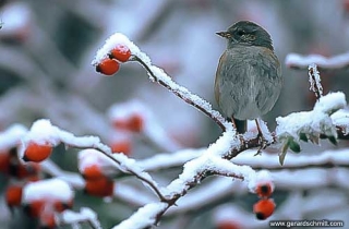 OF15-Accenteur mouchet(Prunella modularis-Dunnock)