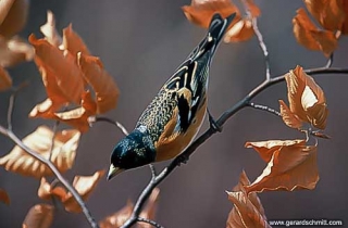 OF16-Pinson du Nord(Fringilla montifringilla-Brambling)