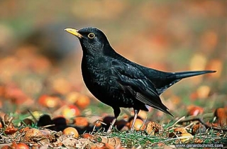 OJ01-Merle noir(Turdus merula-Common Blackbird)