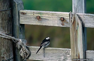 OJ03-Bergeronnette de Yarrell(Motacilla yarrellii-Pied Wagtail)