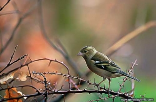 OJ04-Pinson des arbres(Fringilla coelebs-Common Chaffinch)