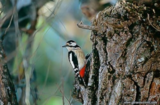 OJ05-Pic vert(Picus viridis-European Green Woodpecker)