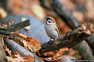 OJ06-Moineau friquet(Passer montanus-Eurasian Tree Sparrow)