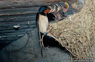 OJ07-Hirondelle rustique(Hirundo rustica-Barn Swallow)