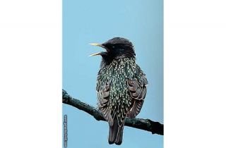 OJ08-Etourneau sansonnet(Sturnus vulgaris-Common Starling)
