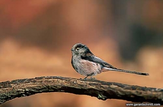 OJ11-Mésange à longue queue(Aegithalos caudatus)