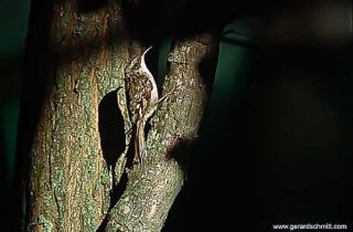 OJ12-Grimpereau des jardins(Certhia brachydactyla-Short-toed Treecreeper)