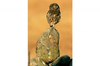 OJ13-Chevêche d'Athéna(Athene noctua-Little Owl)