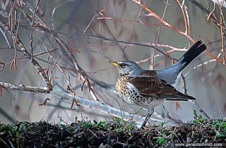 OJ14-Grive litorne(Turdus pilaris-Fieldfare)