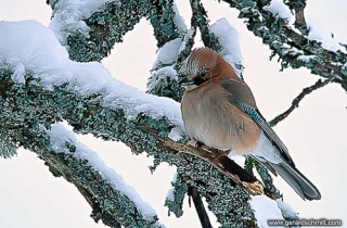 OJ15-Geai des chênes(Garrulus glandarius-Eurasian Jay)