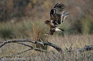 R01-Aigle criard(Aquila clanga-Greater Spotted Eagle)