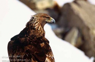 R02-Aigle royal(Aquila chrysaetos)