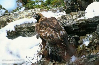 R03-Aigle royal(Aquila chrysaetos)