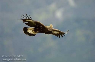 R04-Aigle royal(Aquila chrysaetos)