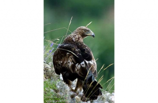 R05-Aigle royal(Aquila chrysaetos)