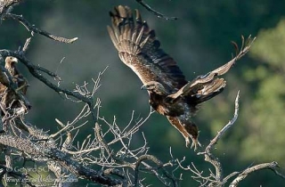 R06-Aigle royal(Aquila chrysaetos)