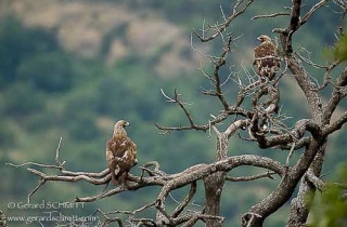 R07-Aigle royal(Aquila chrysaetos)