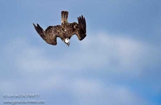 R08-Balbuzard pêcheur(Pandion haliaetus-Western Osprey)