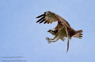 R09-Balbuzard pêcheur(Pandion haliaetus-Western Osprey)