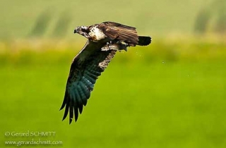 R10-Balbuzard pêcheur(Pandion haliaetus-Western Osprey)