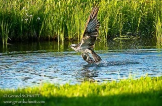 R11-Balbuzard pêcheur(Pandion haliaetus-Western Osprey)